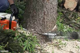 How Our Tree Care Process Works  in  Defuniak Springs, FL