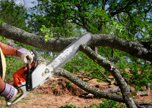 Best Commercial Tree Services  in Defuniak Springs, FL